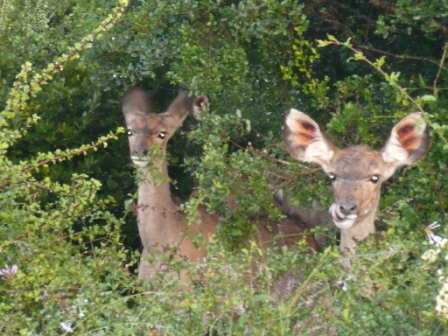 Safari - Cape Town - South Africa - Kudu
